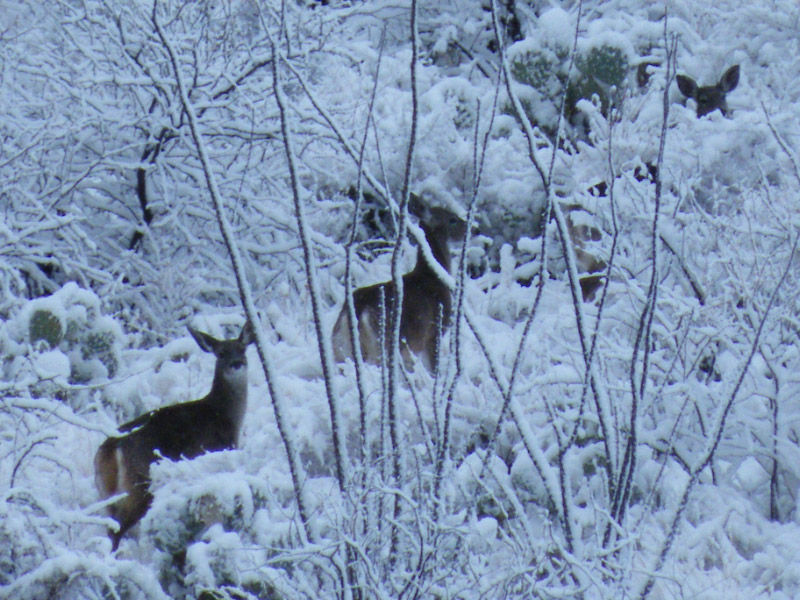 Old Pueblo shutterbugs